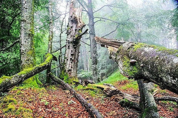 Áo: ‘Cụ’ sồi trường thọ từ thời Trung Cổ ao cu soi truong tho tu thoi trung co