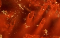 ky thu anh sang me hoac cua cac sinh vat phu du trong nuoc