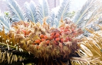 Cây độc chết người được dùng làm món đặc sản