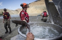 gau xam canada gay tro xuong du sa p ngu dong gay ba o do ng