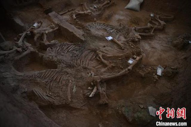 trung quoc khai quat co xe ngua gan 3000 nam tuoi kham hang nghin manh ngoc lam