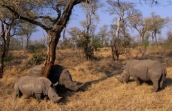 Dịch Covid-19: Nạn săn trộm tê giác giảm gần một nửa do lệnh phong tỏa