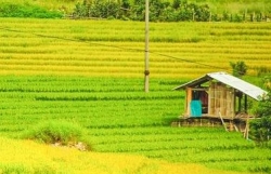 Sa Pa quyến rũ mùa lúa thay màu!