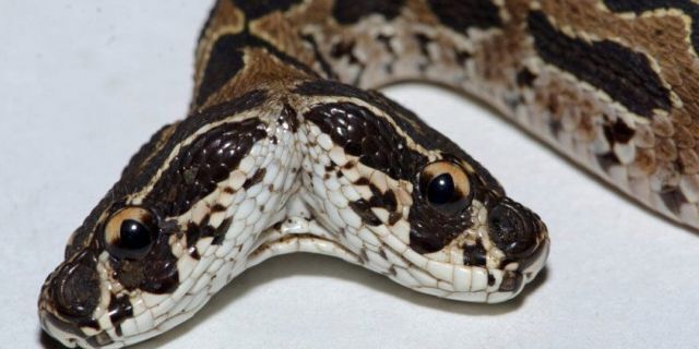 Ấn Độ Phát hiện rắn lục cực độc hai đầu an do phat hien ran luc cuc doc hai dau