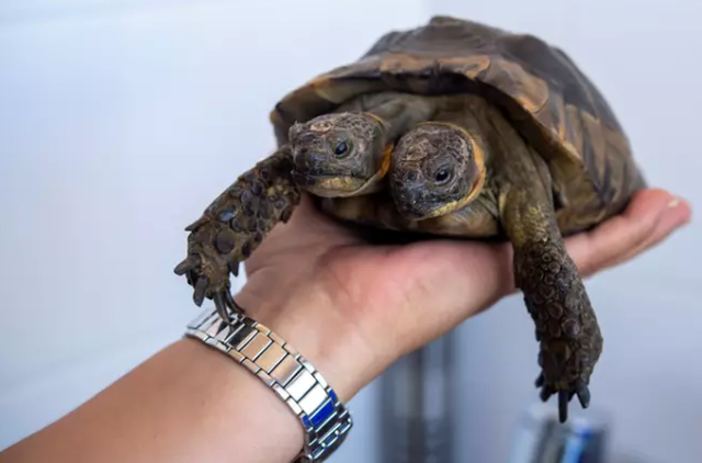 rua 2 dau quy hiem chuan bi don sinh nhat 23 tuoi