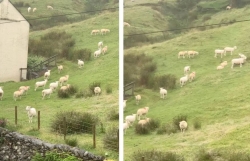 Hiện tượng kỳ lạ: Đàn cừu hàng trăm con bỗng đứng bất động như bị thôi miên