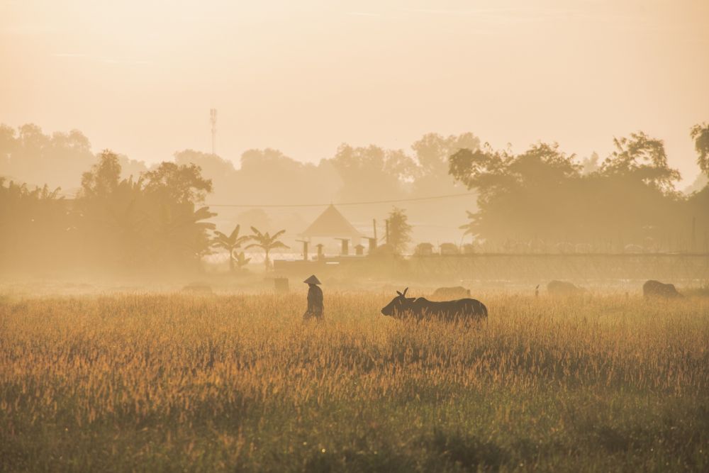 3533-binh-yen-canh-dong-co-lau-23-1598264688338