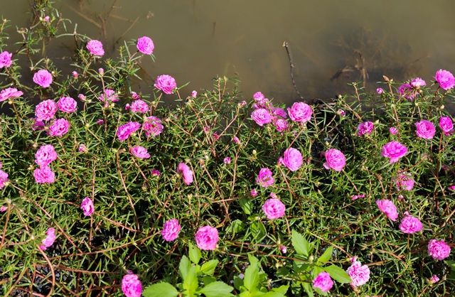 Con đường hoa mười giờ tuyệt đẹp ở Sài Gòn con duong hoa muoi gio tuyet dep o sai gon