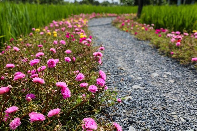 Con đường hoa mười giờ tuyệt đẹp ở Sài Gòn con duong hoa muoi gio tuyet dep o sai gon