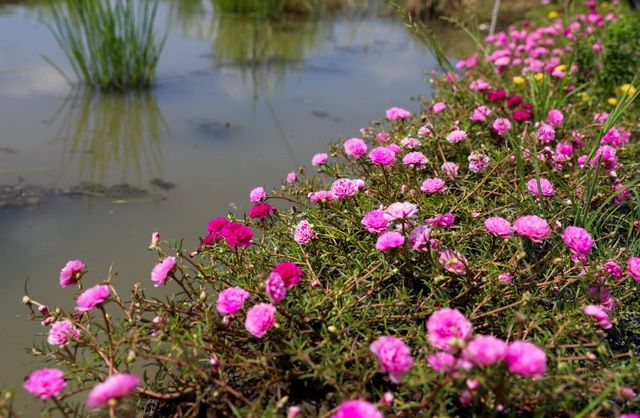 Con đường hoa mười giờ tuyệt đẹp ở Sài Gòn con duong hoa muoi gio tuyet dep o sai gon
