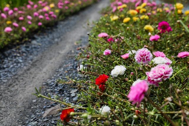 Con đường hoa mười giờ tuyệt đẹp ở Sài Gòn con duong hoa muoi gio tuyet dep o sai gon