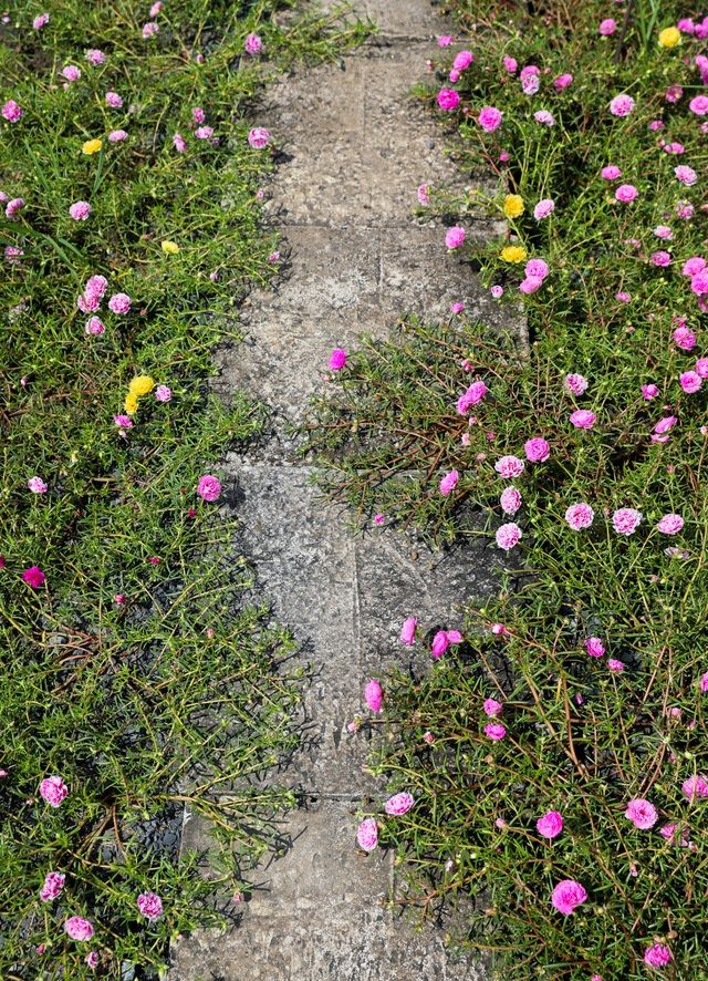 Con đường hoa mười giờ tuyệt đẹp ở Sài Gòn con duong hoa muoi gio tuyet dep o sai gon