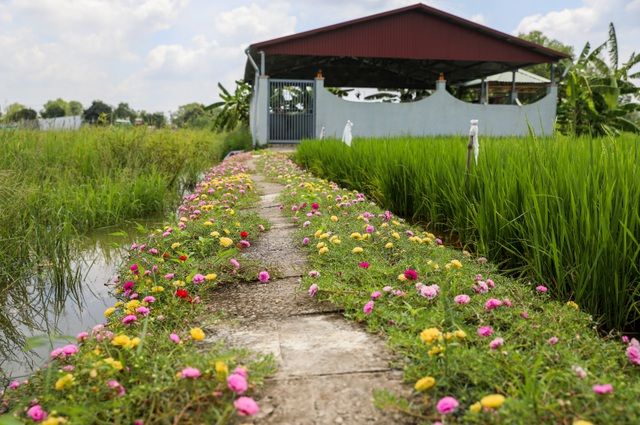 Con đường hoa mười giờ tuyệt đẹp ở Sài Gòn con duong hoa muoi gio tuyet dep o sai gon