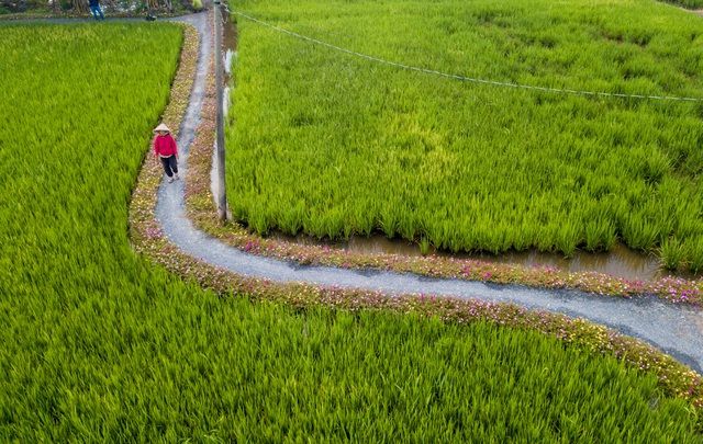 Con đường hoa mười giờ tuyệt đẹp ở Sài Gòn con duong hoa muoi gio tuyet dep o sai gon