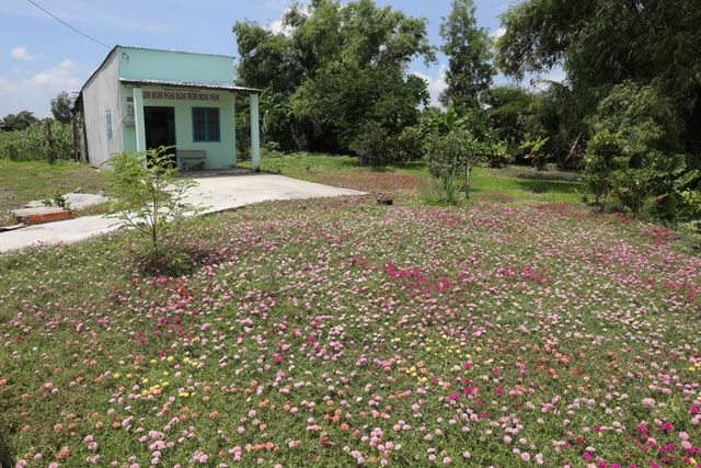 Con đường hoa mười giờ tuyệt đẹp ở Sài Gòn con duong hoa muoi gio tuyet dep o sai gon