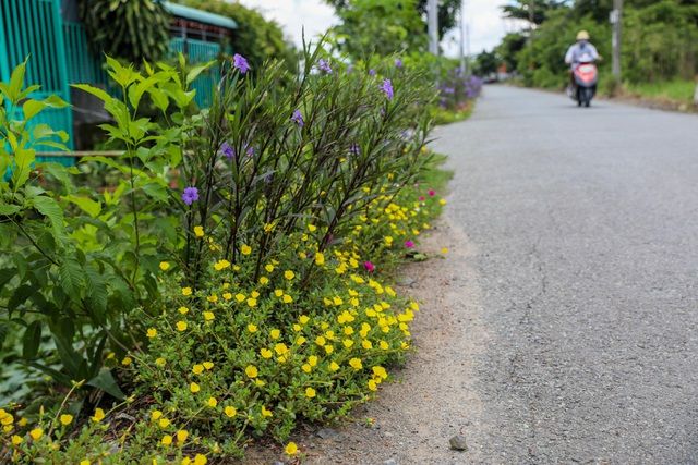 Con đường hoa mười giờ tuyệt đẹp ở Sài Gòn con duong hoa muoi gio tuyet dep o sai gon