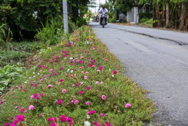 Con đường hoa mười giờ tuyệt đẹp ở Sài Gòn con duong hoa muoi gio tuyet dep o sai gon