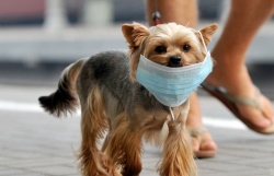 Dịch Covid-19: Những loài động vật nào dễ nhiễm virus SARS-CoV-2 nhất?