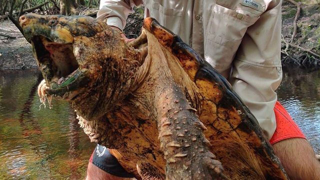 bat duoc loai rua co be ngoai ki di nhu khung long thoi tien su