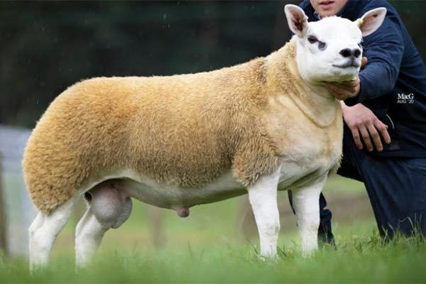 Con cừu đắt nhất thế giới giá gần 11 4 tỷ đồng có gì đặc biệt con cuu dat nhat the gioi gia gan 114 ty dong co gi dac biet