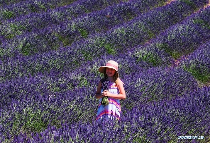 Chiêm ngưỡng cao nguyên hoa oải hương dài bất tận, lớn nhất nước Pháp