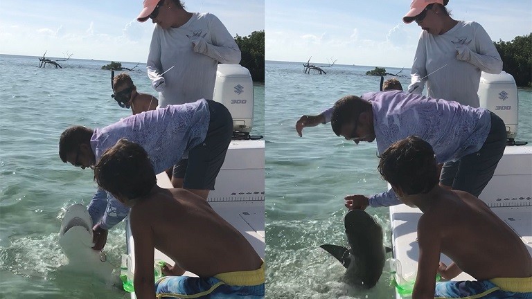 Cảnh con cá mập cắn ngón tay người câu cá. (Nguồn: Fox News)