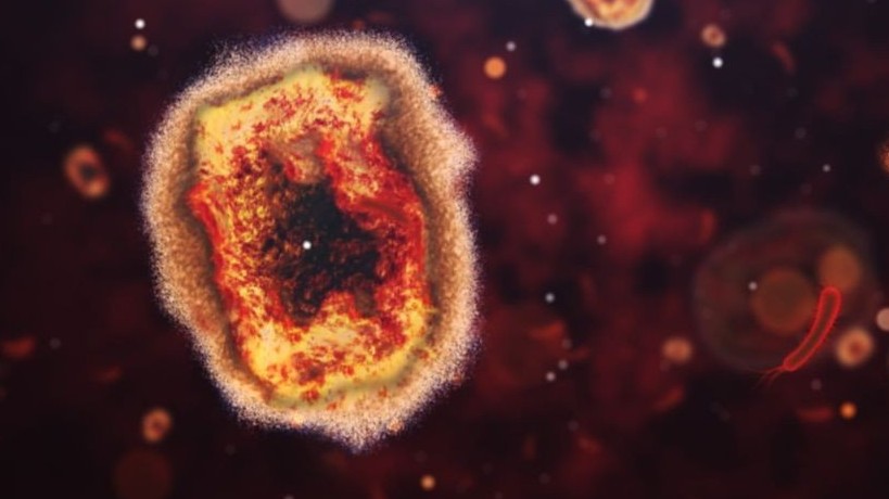 cdc my dau mua khi co the lay virus tu nguoi sang vat nuoi