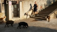 Tây Ban Nha 'đau đầu' vì vấn nạn lợn rừng