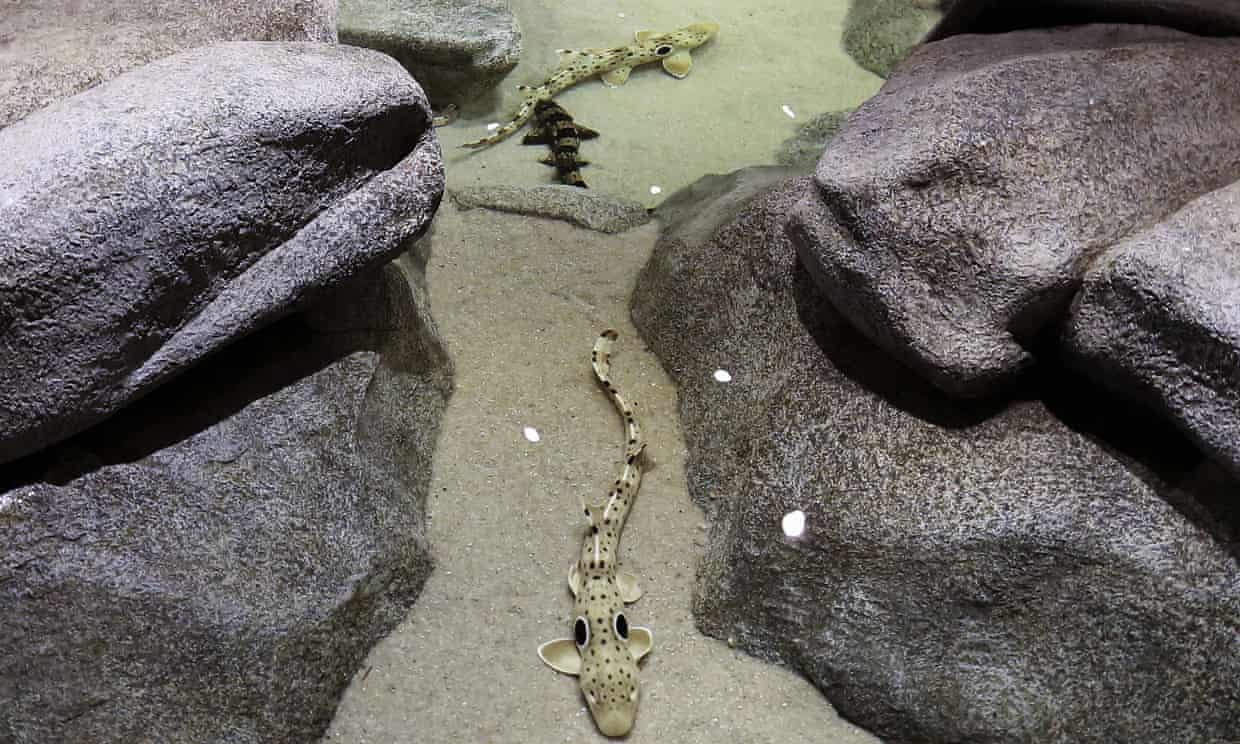 Thích nghi với biến đổi khí hậu, cá mập Epaulette nhỏ có thể đi bộ trên cạn Thích nghi với biến đổi khí hậu, cá mập Epaulette nhỏ có thể đi bộ trên cạn