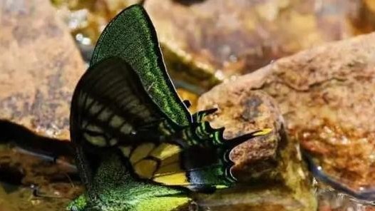 Trung Quốc: Sinh sản nhân tạo thành công loài bướm hiếm có nguy cơ tuyệt chủng