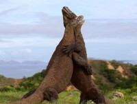 Indonesia: phát hiện vùng đất từng có loài vật kỳ quái sinh sống