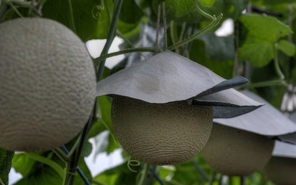 sung sot truoc nhung loai trai cay sieu dat do o nhat ban