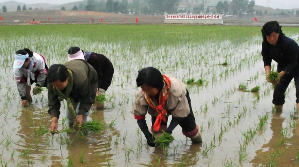 khach tay chi bon tien de duoc cay lua o trieu tien