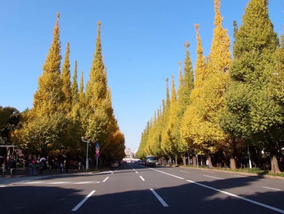 10 dia danh ngam la vang mua thu tuyet dep o nhat ban