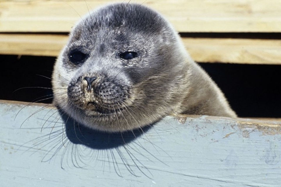 ve dep mat lanh trong vat cua ho baikal o siberia nga