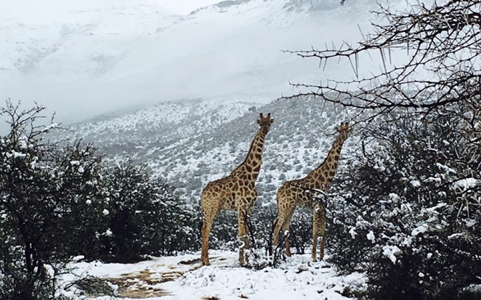 dong vat hoang da chau phi boi roi vi tuyet roi bat thuong