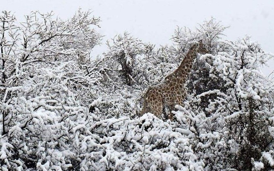 dong vat hoang da chau phi boi roi vi tuyet roi bat thuong