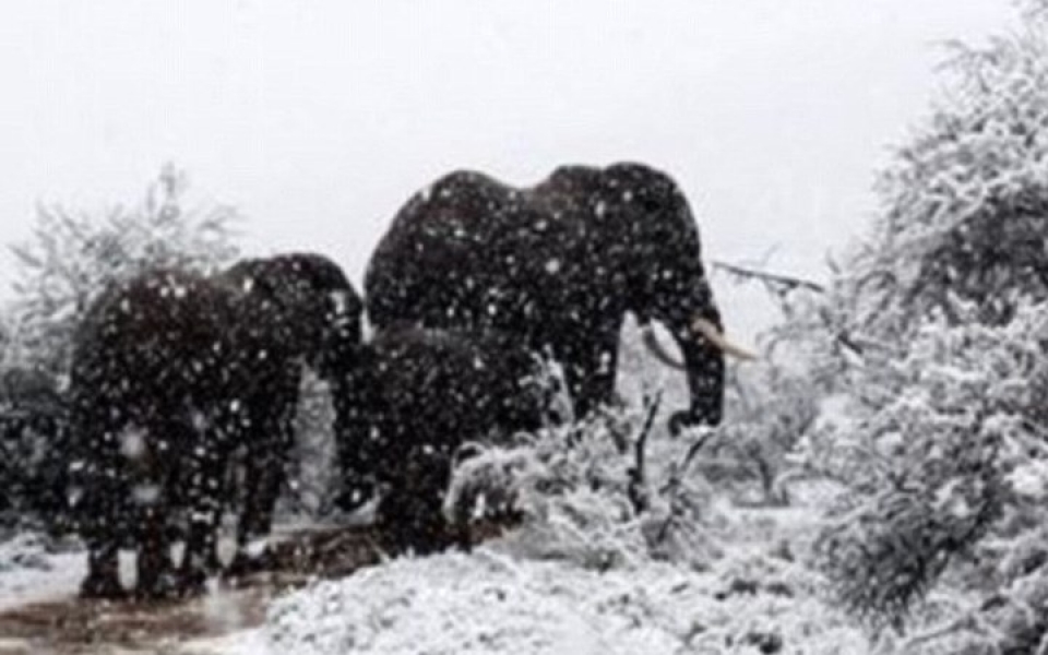 dong vat hoang da chau phi boi roi vi tuyet roi bat thuong