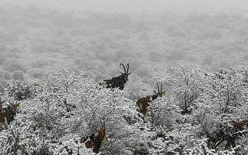 dong vat hoang da chau phi boi roi vi tuyet roi bat thuong