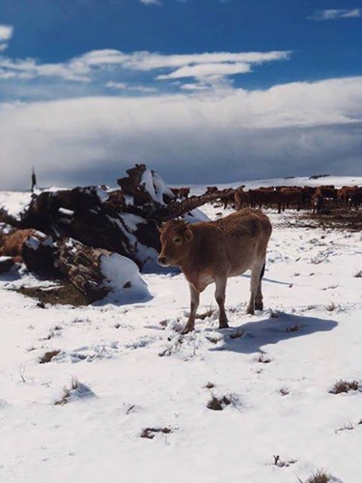 dong vat hoang da chau phi boi roi vi tuyet roi bat thuong