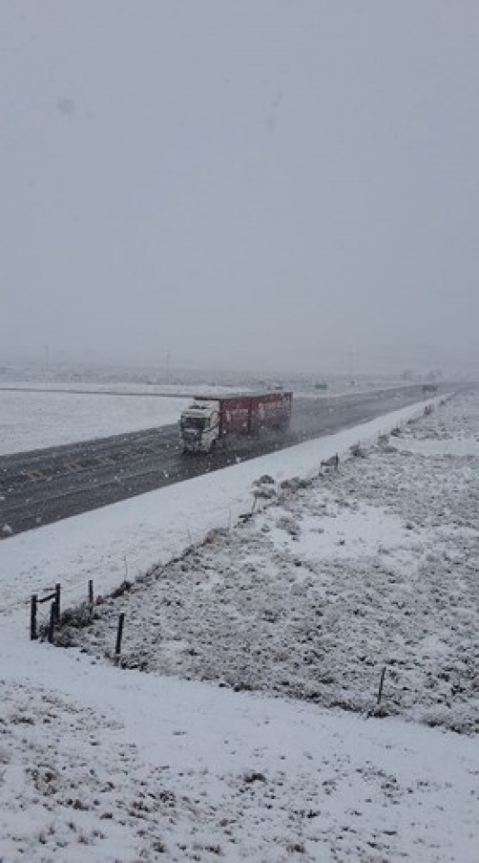 dong vat hoang da chau phi boi roi vi tuyet roi bat thuong