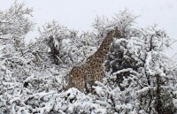 Động vật hoang dã châu Phi “bối rối” vì tuyết rơi bất thường