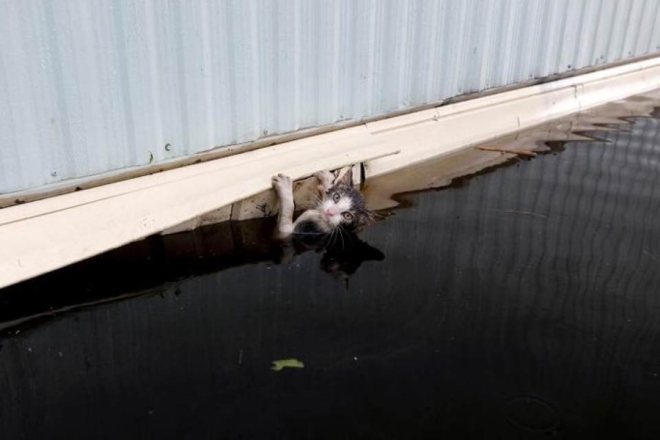 my giai cuu hang loat thu cung trong lu do bao florence