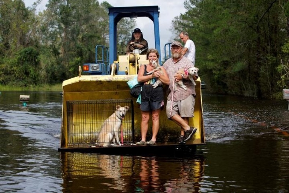my giai cuu hang loat thu cung trong lu do bao florence