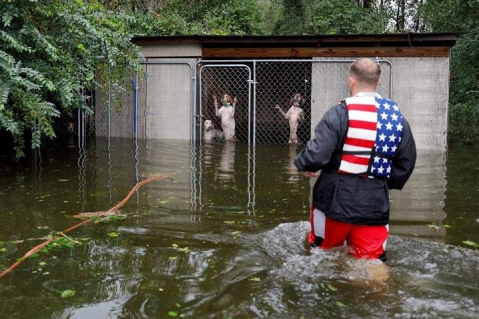 my giai cuu hang loat thu cung trong lu do bao florence