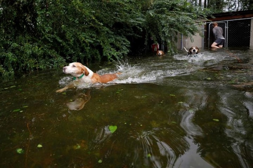 my giai cuu hang loat thu cung trong lu do bao florence
