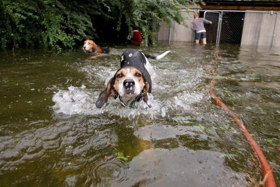 my giai cuu hang loat thu cung trong lu do bao florence