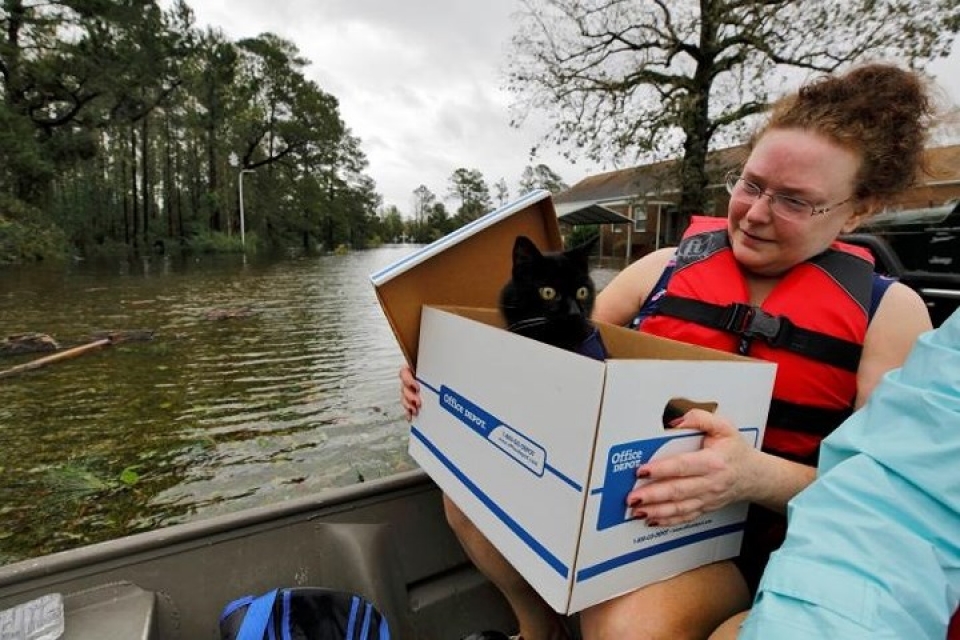 my giai cuu hang loat thu cung trong lu do bao florence