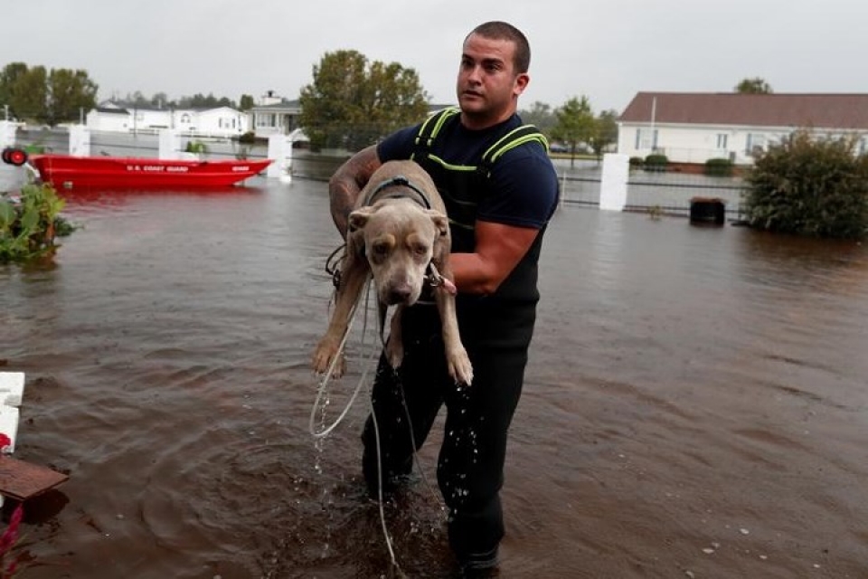 my giai cuu hang loat thu cung trong lu do bao florence