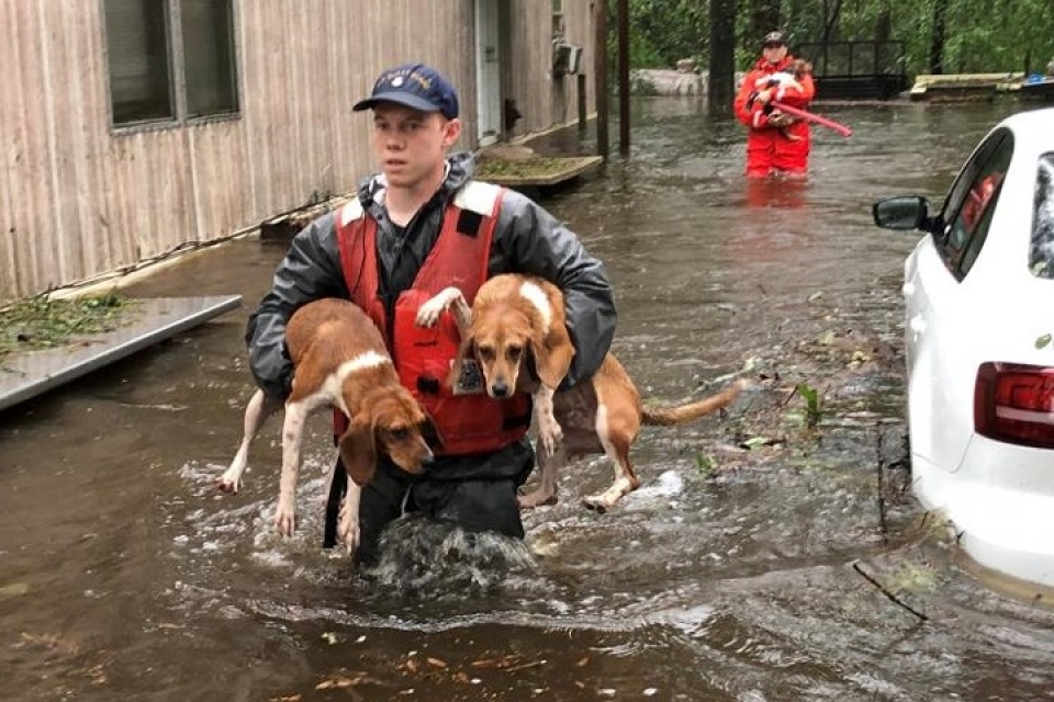 my giai cuu hang loat thu cung trong lu do bao florence